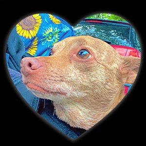 Meet your Posher, Gracie